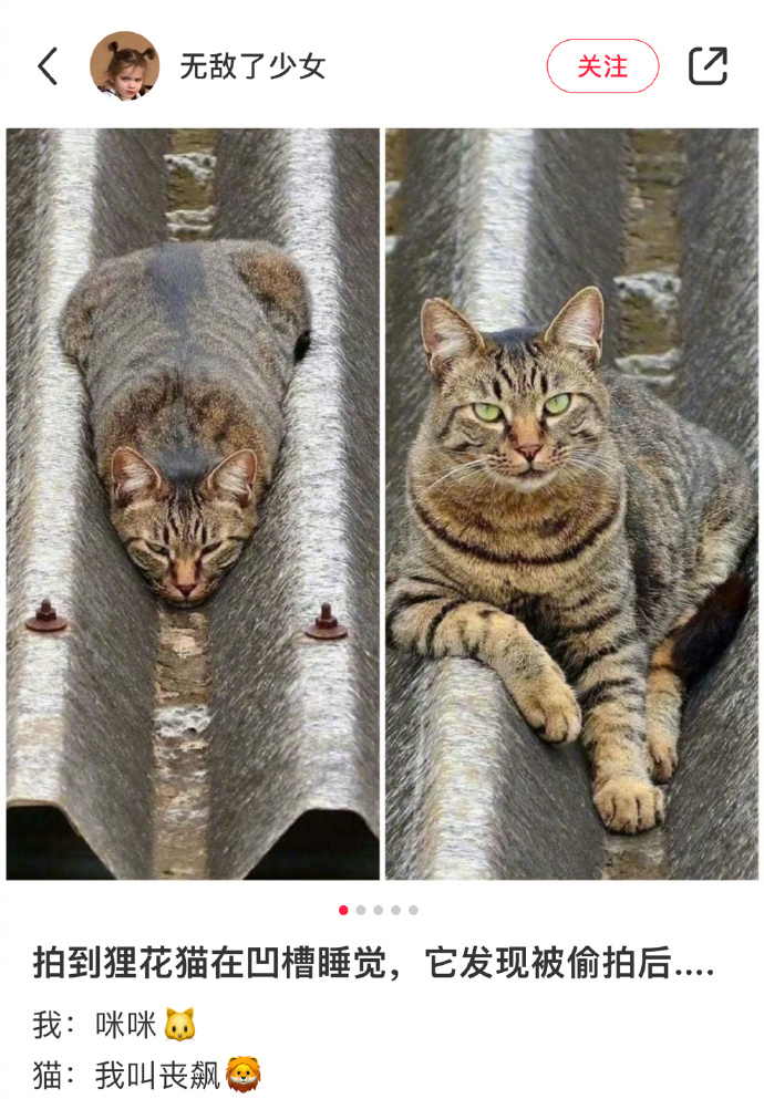 Original photo of a cat