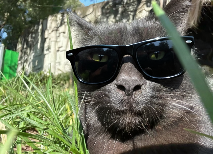 Edited photo of a cat