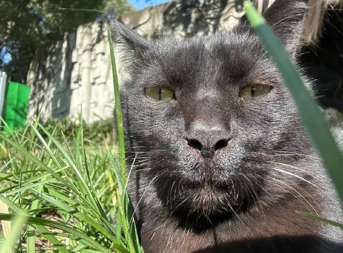 Original photo of a cat