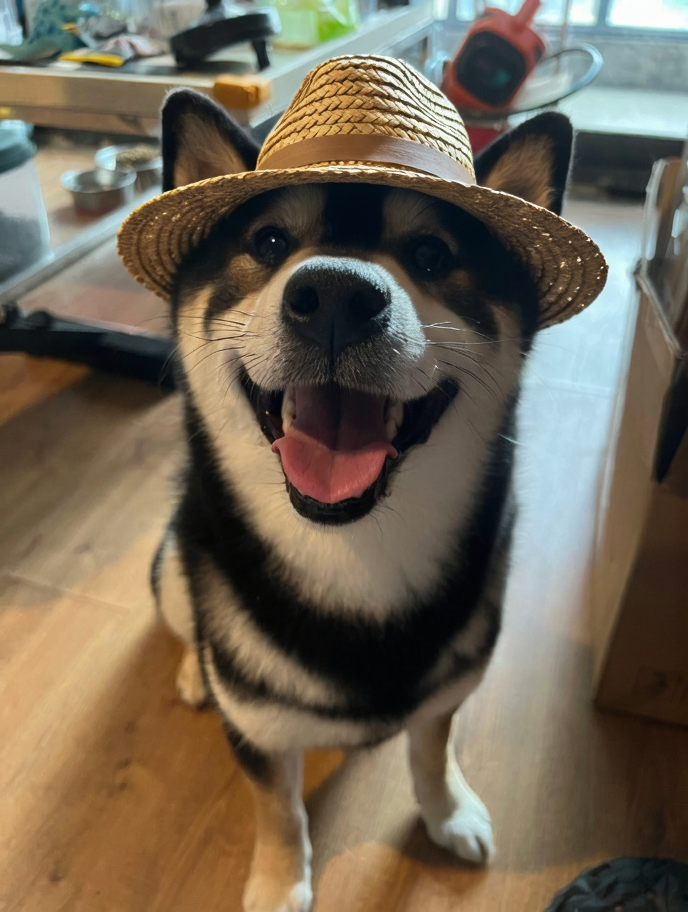 Edited photo of a dog