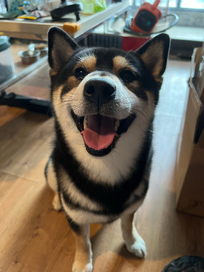 Original photo of a dog